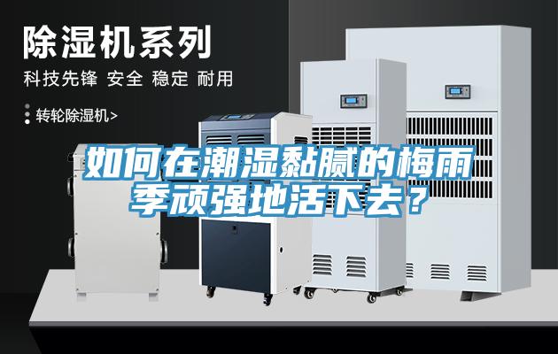 如何在潮濕黏膩的梅雨季頑強(qiáng)地活下去？